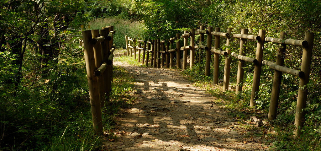 Path through woods